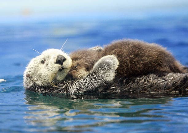 An otter with tags: otter