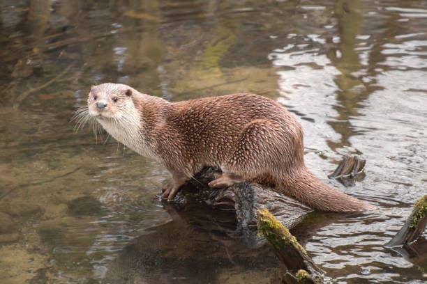 An otter with tags: otter