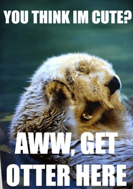 An otter with tags: otter