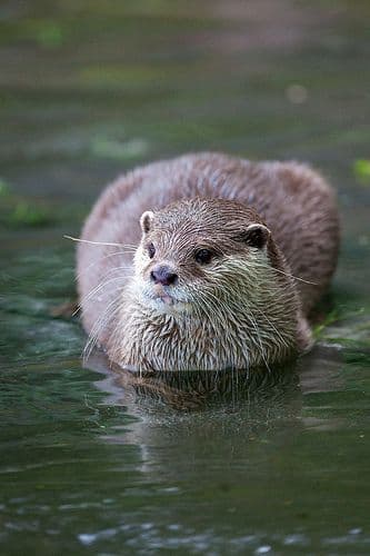 An otter with tags: otter