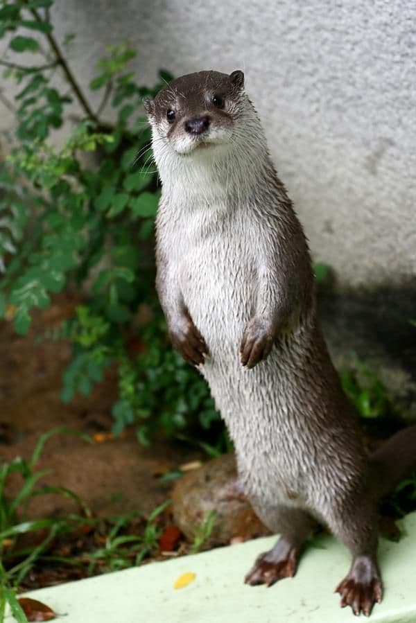 An otter with tags: otter