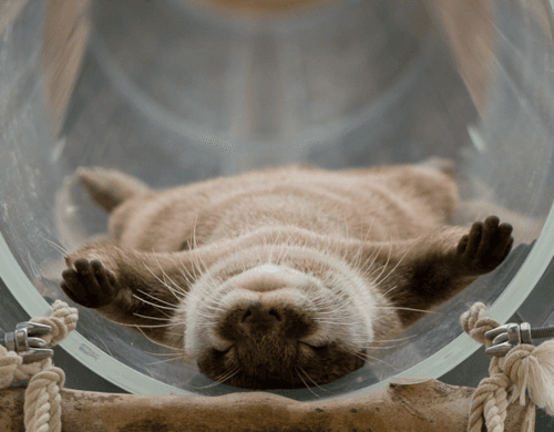 An otter with tags: otter