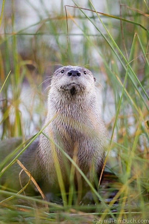 An otter with tags: otter