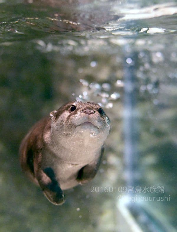 An otter with tags: otter