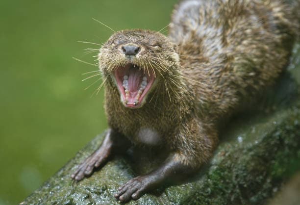 An otter with tags: otter