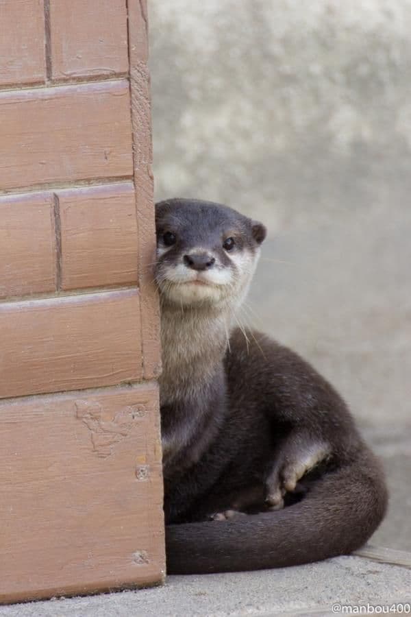 An otter with tags: otter