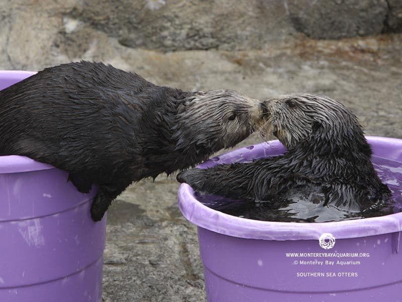 An otter with tags: otter