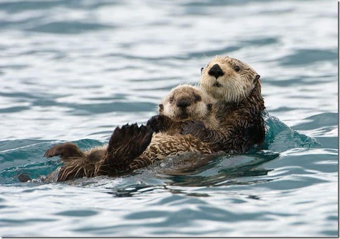 An otter with tags: otter