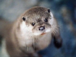 An otter with tags: otter